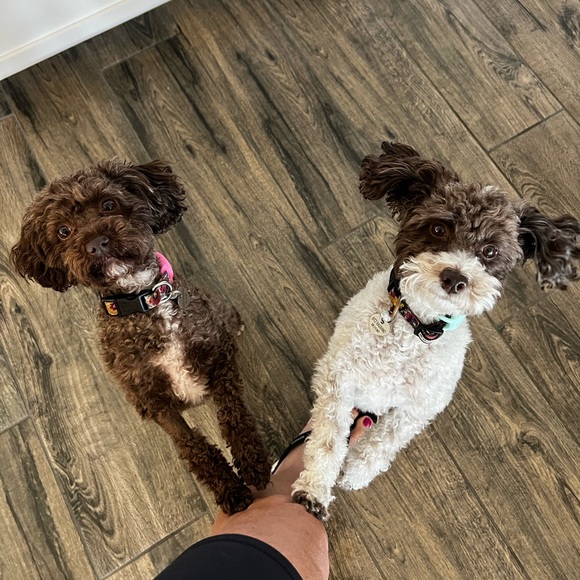 Meet your Posher, Lisa - Picture 4 of 11